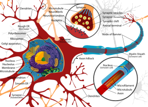 Complete_neuron_cell_diagram_en.svg