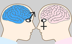 cerebro y sexo
